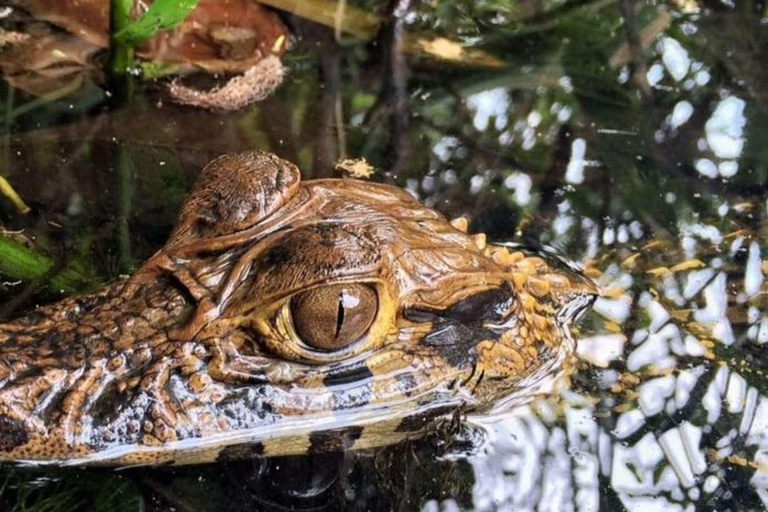 Tambopata: Sandoval Lake and Cayman Safari 2 days