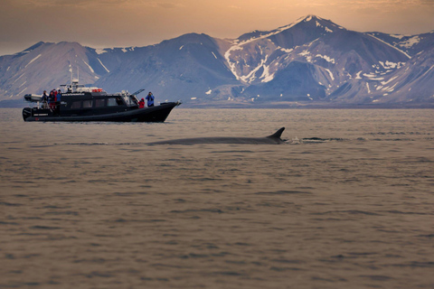 Tromsø: Observación de Orcas y Ballenas Excursión en barco climatizado confortableTromso: Excursión en barco climatizado confortable para avistar orcas y ballenas