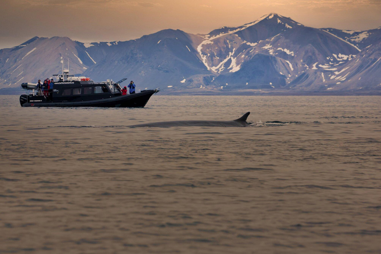 Tromsø: Observación de Orcas y Ballenas Excursión en barco climatizado confortableTromso: Excursión en barco climatizado confortable para avistar orcas y ballenas