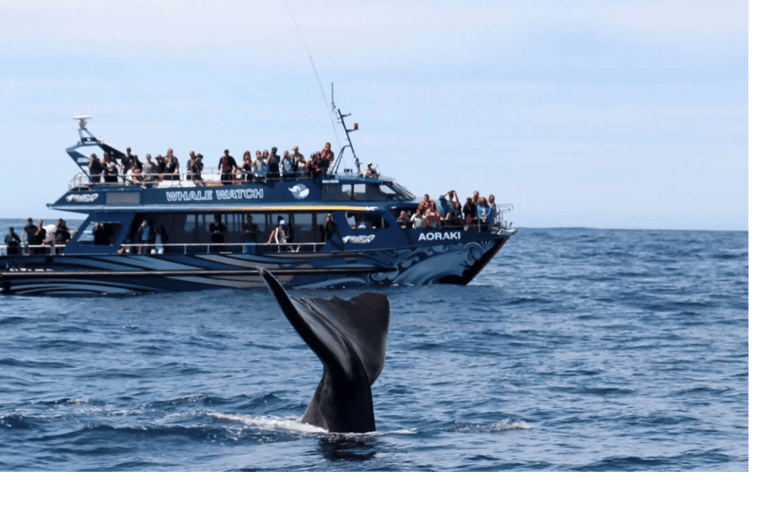 Christchurch: Kaikoura Whale Watching Day Tour Christchurch: Kaikoura Private Day Tour