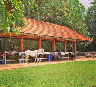 Horse Riding in Siem Reap