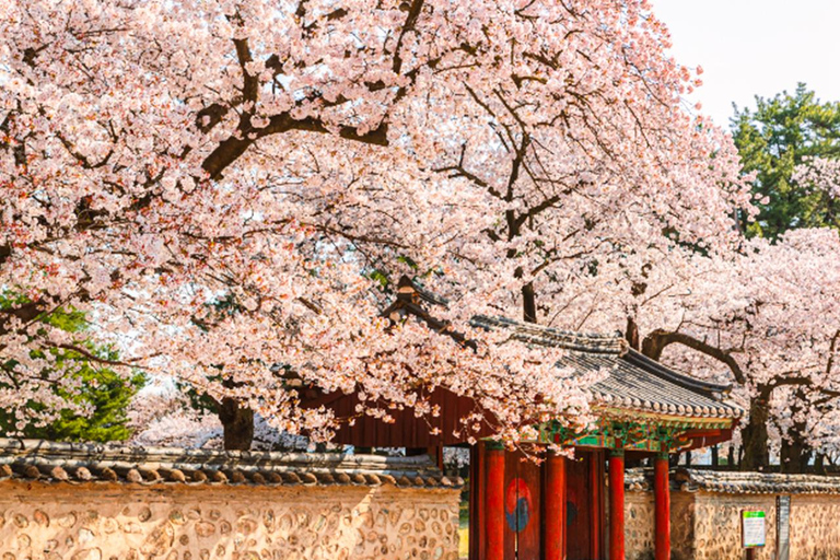 Busan: Spring Cherry Blossom & Gyeongju Highlights Day Tour
