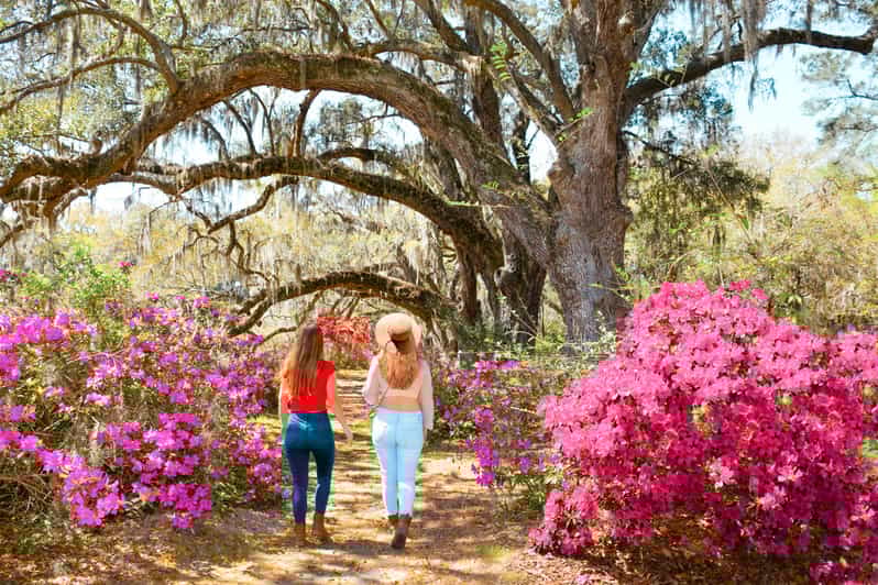 Charleston Magnolia Plantation Tour and Transport GetYourGuide