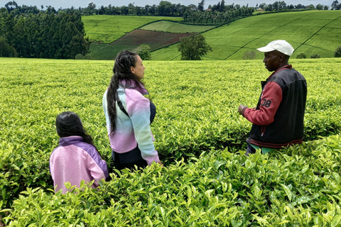 Nairobi: excursão de meio dia a uma fazenda de chá com almoço e degustação de chá.Nairóbi: Passeio de meio dia para tomar chá com almoço e degustação de chá.