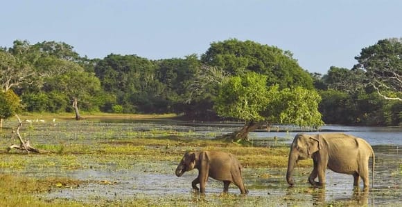 Private Tour from Ella to Hiriketiya with Yala Safari