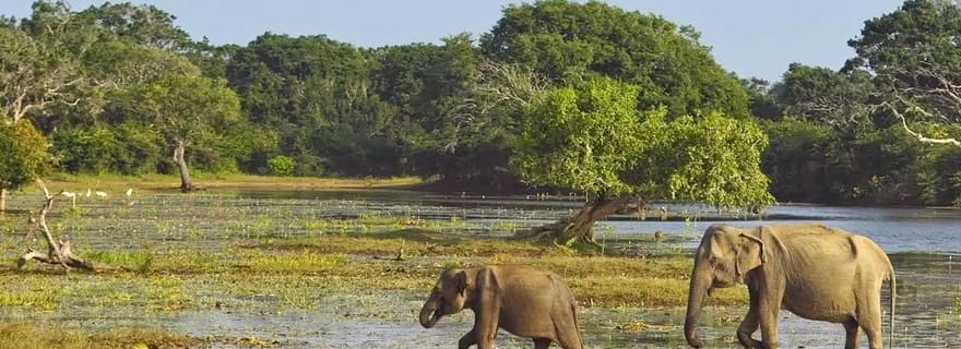 Visite privée d'Ella à Hiriketiya avec safari à Yala