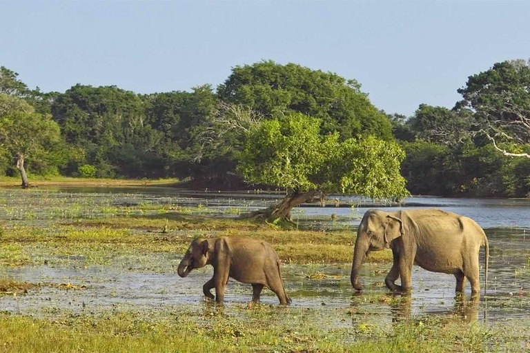Private Tour from Ella to Hiriketiya with Yala Safari