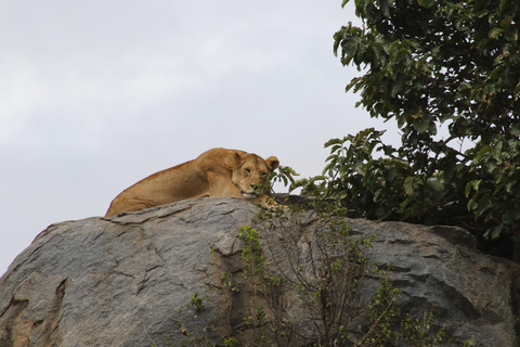 5 Days, Unforgettable Wildlife Safari Experience