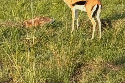 Nairobi to the Mara: 3-Day Private Romantic Safari Escape Nairobi: 3-Day Maasai Mara Private Safari for Couples