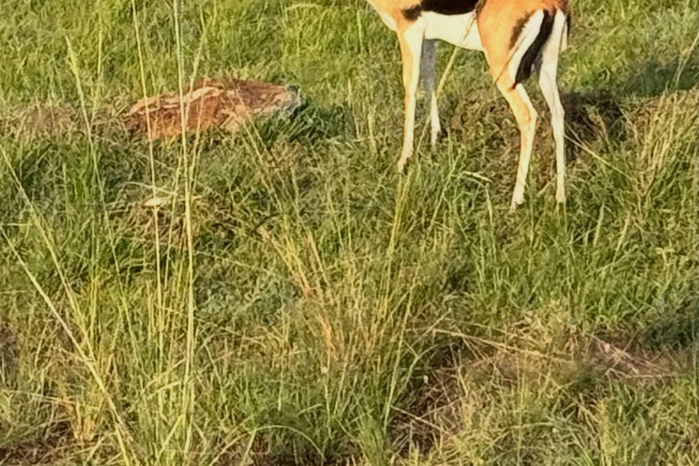 Nairobi to the Mara: 3-Day Private Romantic Safari Escape Nairobi: 3-Day Maasai Mara Private Safari for Couples