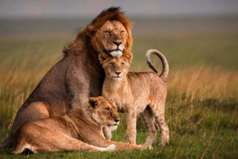 Parque Nacional Amboseli: Tour de día completo desde Nairobi