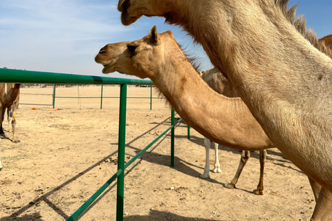 Beduińska kolacja - pustynne safari w pustynnej dzielnicy