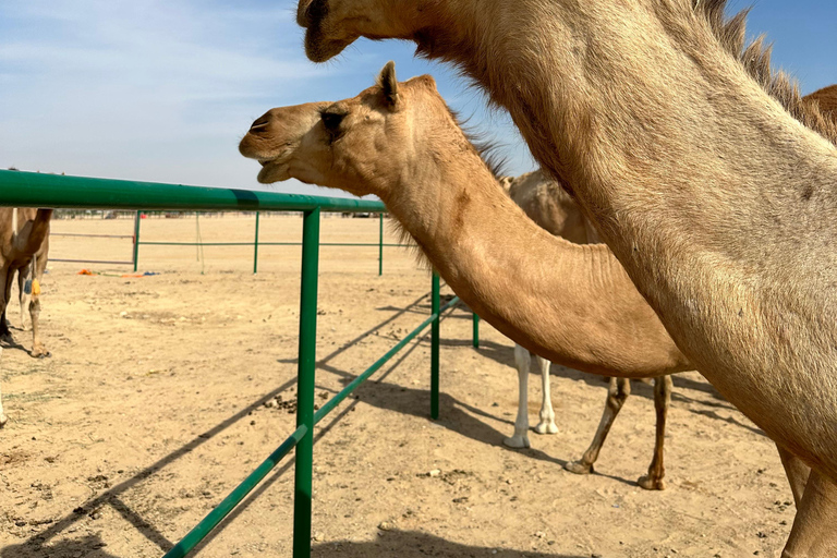 Beduińska kolacja - pustynne safari w pustynnej dzielnicy