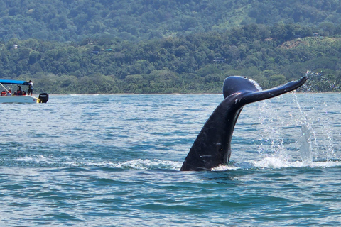 Uvita: Whale Watching Tour in Marino Ballena National Park