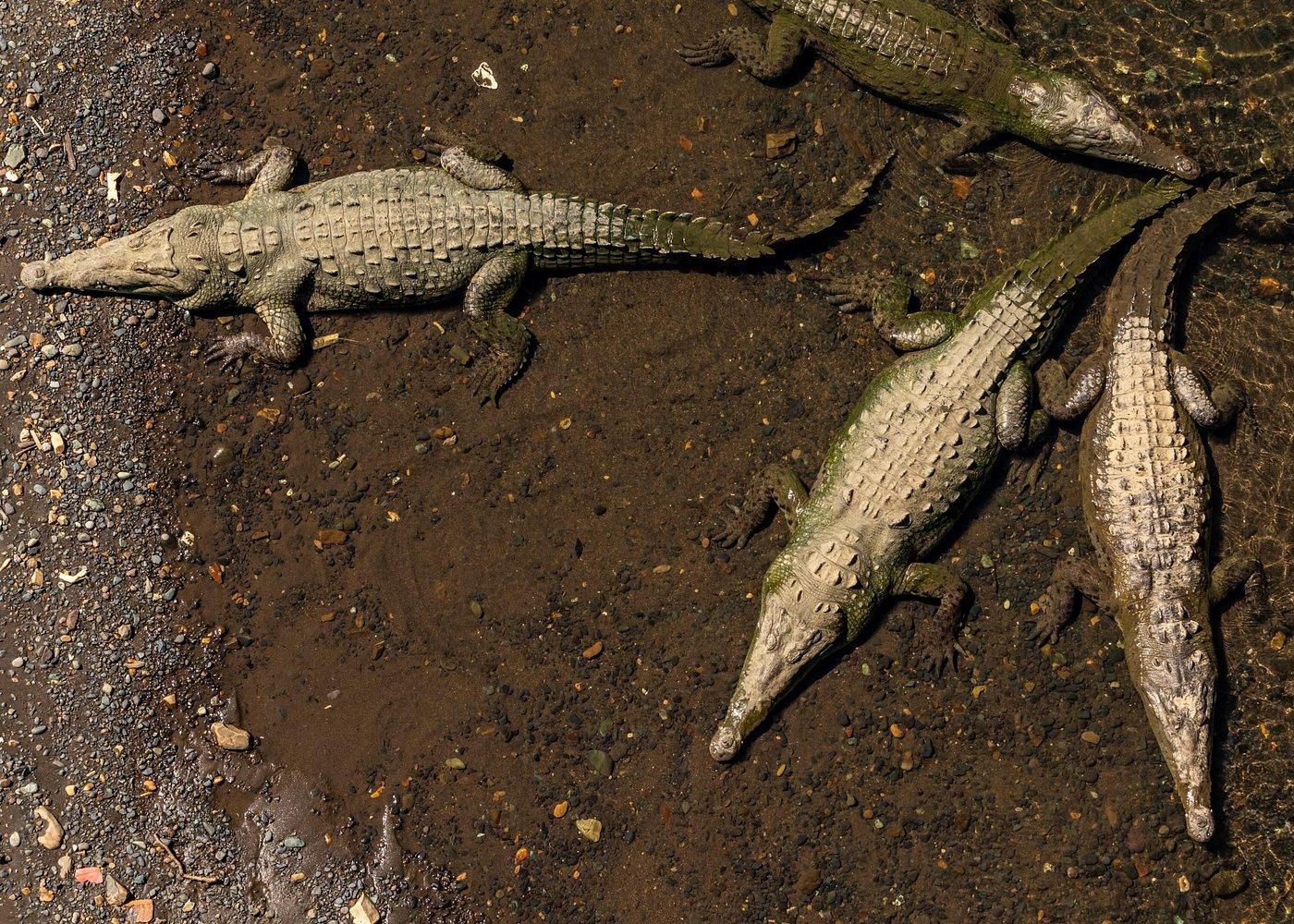 Tropisches Abenteuer in Puntarenas: Krokodile, Affen und vieles mehr