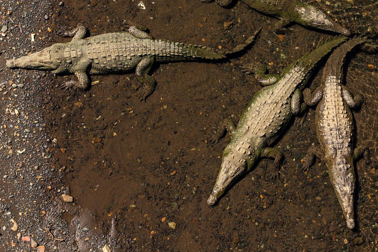 Tropical Adventure in Puntarenas: Crocodiles, Monkeys, and Much More Tropical Adventure in Puntarenas: Crocodiles, Monkeys and Much More