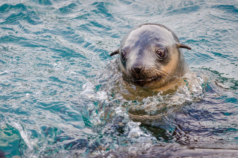 Vanuit Melbourne: Phillip Island Penguin Parade Express Tour