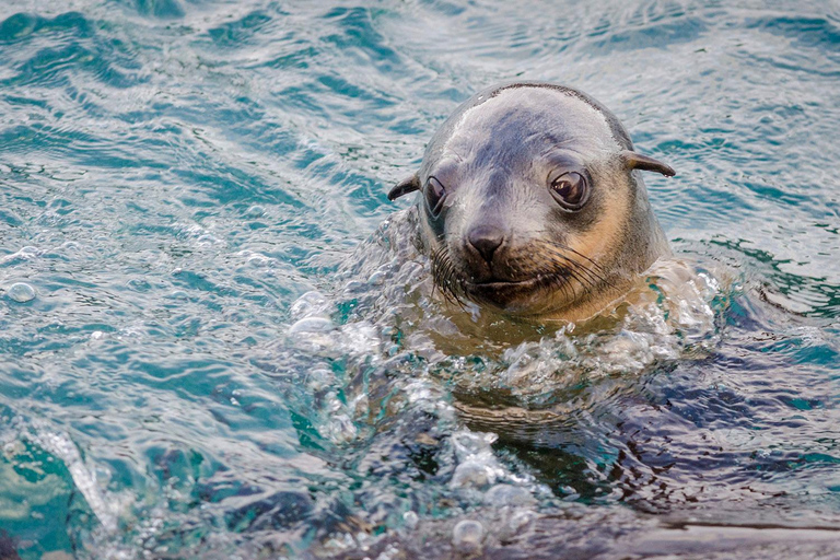 Z Melbourne: Phillip Island Penguin Parade Express Tour