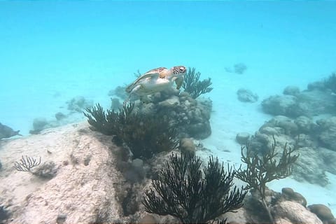 Akumal Turtle Tour & Tankah Park Adventure with Lunch