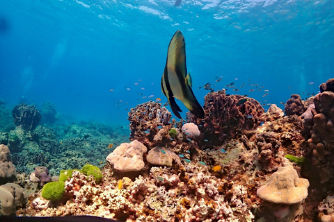 Phuket: Racha Yai Scuba Diving & Snorkeling Experience Fun Dive – 2 Dives (Certified Diver, No Equipment)