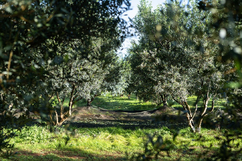 Menorca: Olive Oil Experience in Binissaida with Guided Tasting
