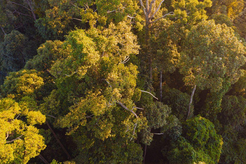 Kinabatangan River Trip from Sandakan with Lunch Included (Shared Tour) Kinabatangan River Trip Sandakan with Lunch