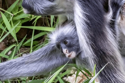 ZANZIBAR: tour della fattoria delle spezie, foresta di Jozani e ristorante RockTour privato, nessun trasferimento incluso