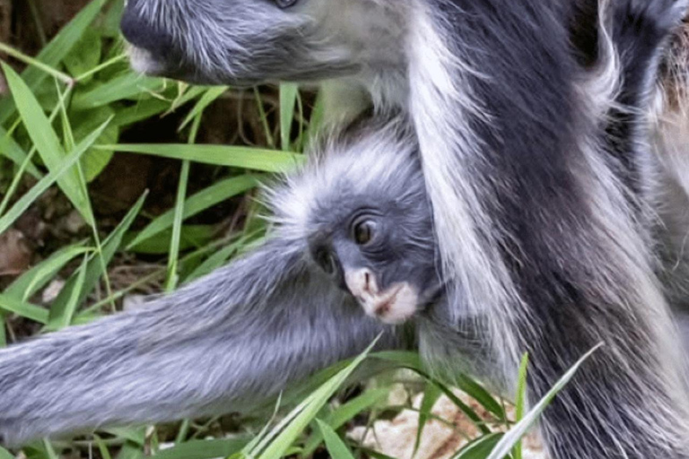 ZANZIBAR: tour della fattoria delle spezie, foresta di Jozani e ristorante RockTour privato, nessun trasferimento incluso