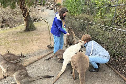 Von Adelaide aus: Kuscheln mit einem Koala und historische Hahndorf-Tour