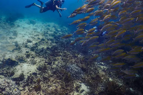 Koh Samui: Dive Tour to Sail Rock