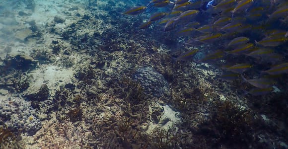 Koh Samui: Dive Tour to Sail Rock