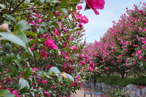 Jeju: Winter SouthWest Tangerine Pick, Snow, Camellia, Tour