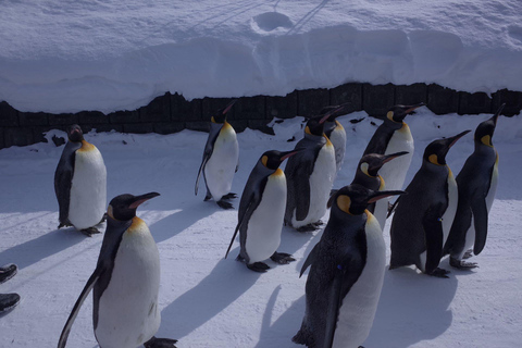 Départ de Sapporo : Visite à la journée du zoo d&#039;Asahiyama en hiverDépart de l&#039;hôtel Sapporo Tokyu REI, déjeuner compris