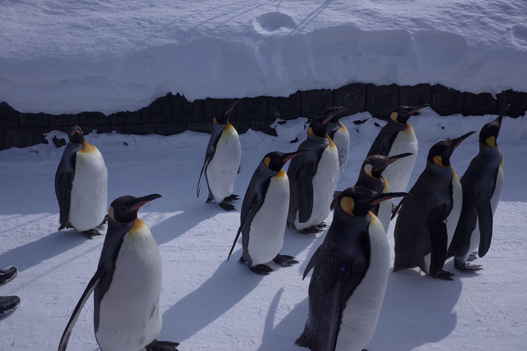 Salida de Sapporo: Tour de 1 día de invierno por el zoo de AsahiyamaSalida del Hotel Sapporo Tokyu REI Sin almuerzo