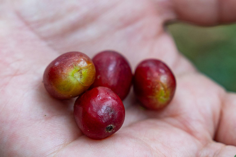 Huatulco: Pluma Hidalgo Coffee Origin and Essence.