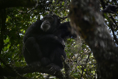Kigali - Nyungwe: 2 Days Nyungwe Chimpanzee Trekking Tour