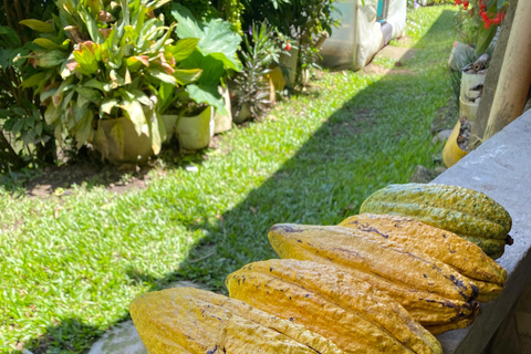 Medellin : Visite d&#039;une ferme de cacao et fabrication de chocolat, près de la villeVisite guidée