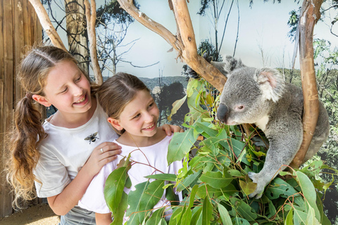 Japanese Tour Small Group: Blue Mountains, Scenic World, Zoo