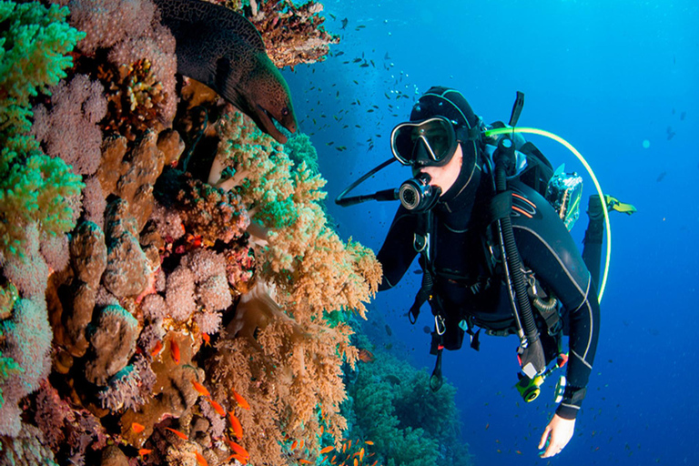 Bayahibe: Catalina Island Scuba Diving Tour with Lunch