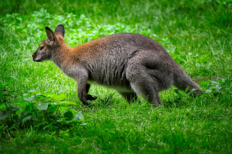 Seattle: Woodland Park Zoo Wildlife Guided Tour