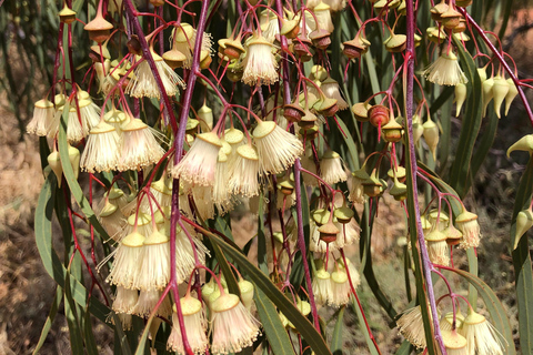 من بيرث: جولة استكشافية ليوم كامل للزهور البرية مع وجبة غداء