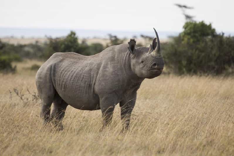 Da Nairobi: tour privato di un giorno alla Ol Pejeta Conservancy