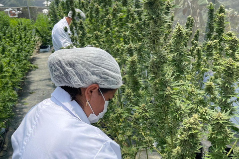 Medellín: Medical Cannabis Industry Tour with Lab & Lunch