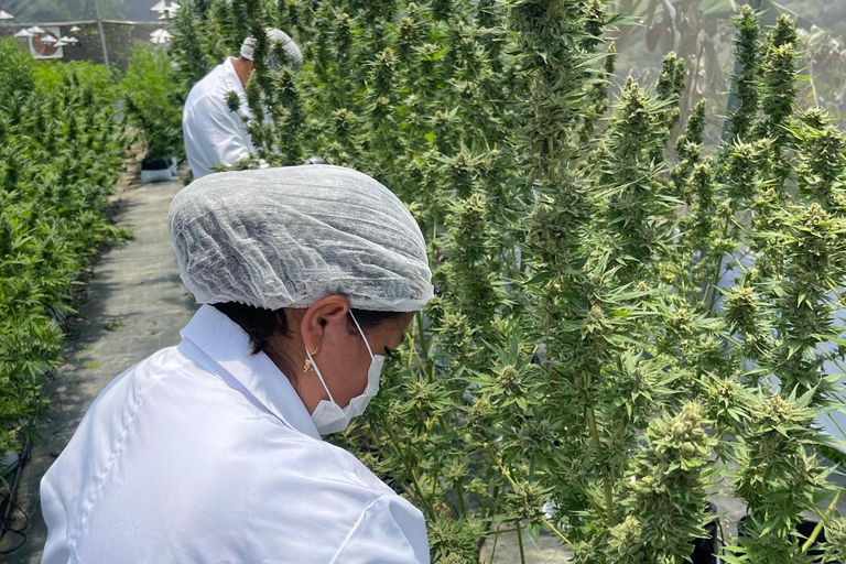 Medellín: Medical Cannabis Industry Tour with Lab & Lunch