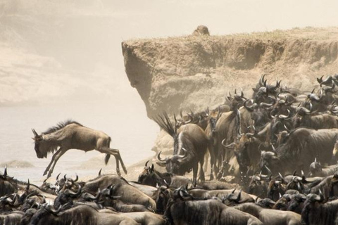 4-day wildebeest migration safari Masai Mara-Midrange Lodge