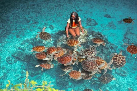 Nungwi: Swim with Sea Turtles at Sanctuary with Transfer Private Tour with Hotel Transfer Anywhere in Zanzibar