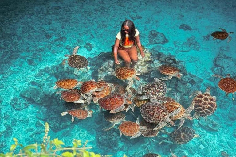 Nungwi: Swim with Sea Turtles at Sanctuary with Transfer Private Tour with Hotel Transfer Anywhere in Zanzibar
