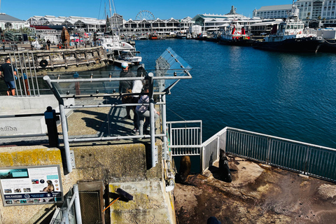 Robben Island, Penguins & Cape of Good Hope Adventure