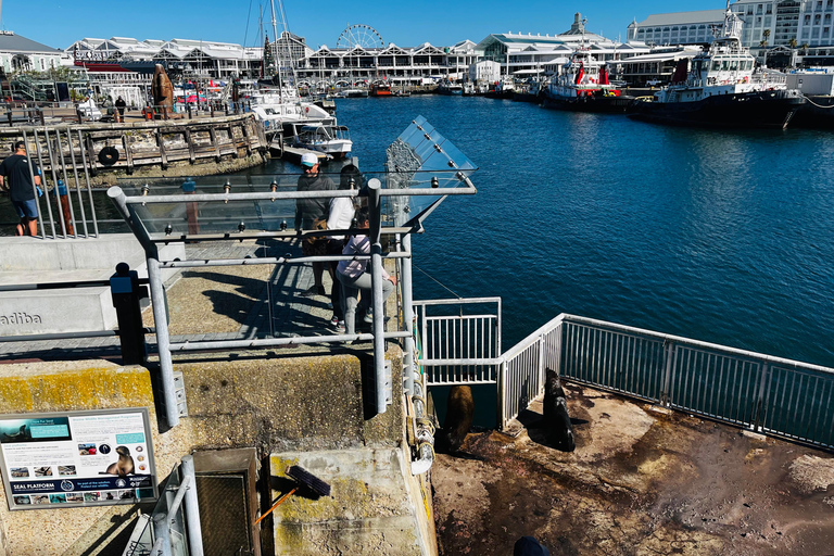 Robben Island, Penguins & Cape of Good Hope Adventure