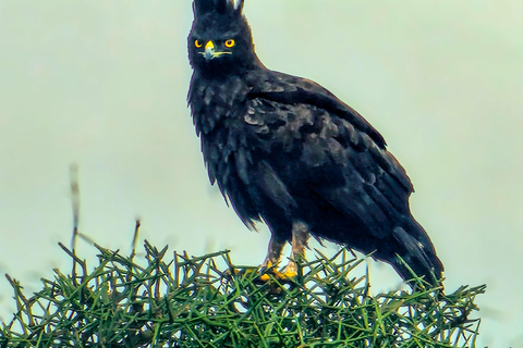 Nairobi National Park: Photography-Focused Safari